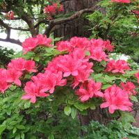 山水閣の玄関の前に咲いていました