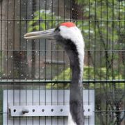 タンチョウが見ることができます