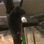 コアラがカワイイ 穴場動物園