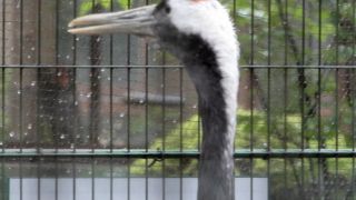 タンチョウが見ることができます