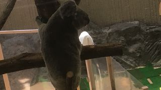 コアラがカワイイ 穴場動物園