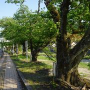 千代川の上流部の川沿いに植えられた桜並木