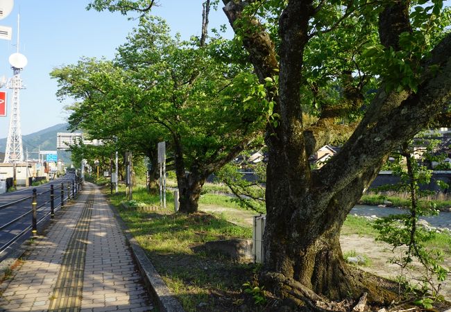 千代川の上流部の川沿いに植えられた桜並木