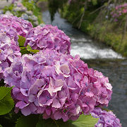 田園風景と紫陽花