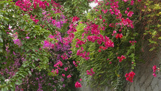 ブーゲンビリアの散歩道