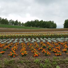 マリーゴールド