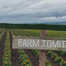 マリーゴールド