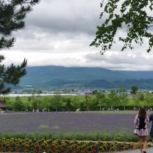 山とラベンダー