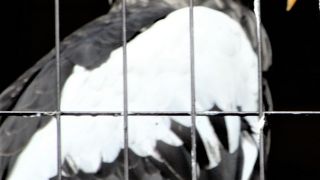 オオワシがいます