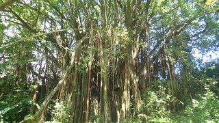 落差１３５ｍ周囲の熱帯雨林は癒しのパワースポット