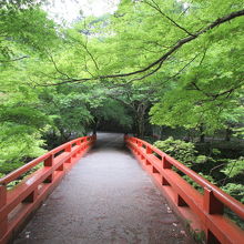 橋の朱色と若葉グリーンのコントラストは、この季節ならでは。