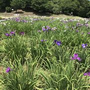 自然の中の菖蒲園