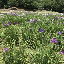 ときがわ花菖蒲園