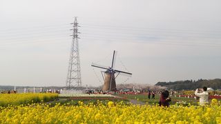 チューリップと桜と菜の花