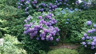 圧巻のあじさい苑