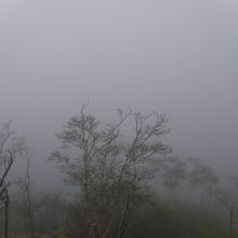 この霧の先に摩周湖があるはず