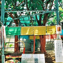 沖縄菩提樹苑、聖なる菩提樹。
