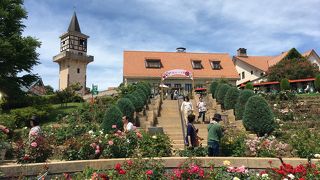 バラでいっぱい