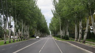 ミール大通りのポプラ並木