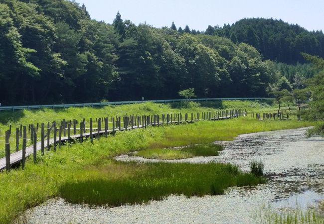 樫原湿原