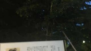 明治神宮外苑の中の木