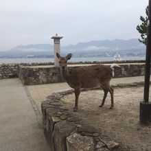 鹿、癒されます。