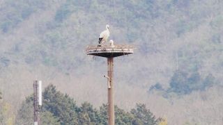 コウノトリを間近で見れる