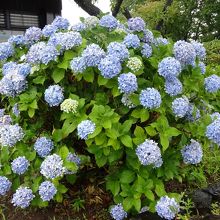 紫陽花が見ごろでした