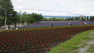 ラベンダーが満開できれいでした！