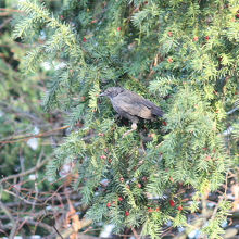クロウタドリの幼鳥
