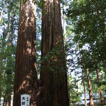 若狭彦神社夫婦杉