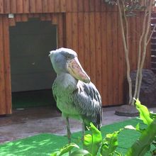 ハシビロコウがいます