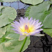 動物に注目が集まりがちですが、お花もキレイです。
