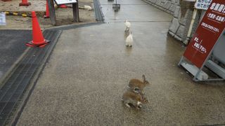 ウサギだらけの島へ