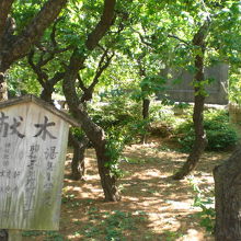 湯島天満宮の梅園です。梅園の中に献木の木札が立てられています