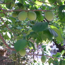 湯島天満宮の梅園の中には、梅の実がなっています。神々しいです