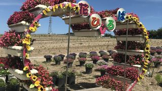 リニューアルしてた花ひろば