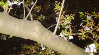 夜桜を見に行きました