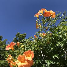 地元では亀城公園と呼ばれています By 旅空ーshino 土浦城跡のクチコミ フォートラベル 地元では亀城公園と呼ばれています By 旅空ーshino 土浦城跡のクチコミ フォートラベル