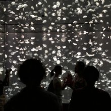 新コーナー 海月