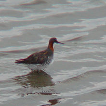 アカエリヒレアシシギ