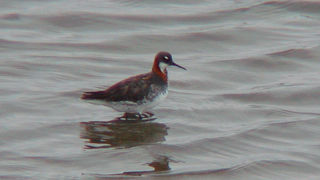 アカエリヒレアシシギを見てきました。