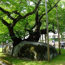 6月初めの石割桜は爽やかな緑色。