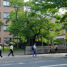 盛岡地方裁判所前庭にある石割桜。塀の外からも見えますが…、