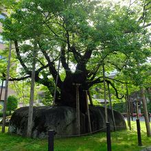 …いろいろな角度からその枝ぶりや岩の割れ目を見てみましょう。