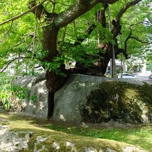 岩がパックリ割れている部分を見ると…、