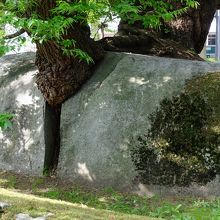 …石割桜の強靭さがよく分かります。