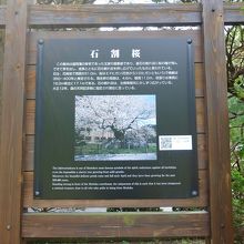 石割桜の説明も見て行きましょう。
