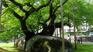 ６月初めの石割桜は涼し気な佇まい