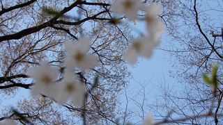 お花見には意外と穴場です